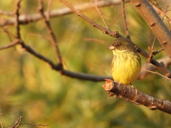 アオジ 秋ヶ瀬公園 2019年2月13日(水)