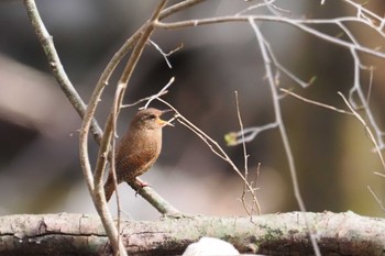 M.ZUIKO DIGITAL ED 300mm F4.0 IS PROで撮影された野鳥写真 M.ZUIKO DIGITAL ED 300mm F4.0 IS PROで撮影された野鳥写真