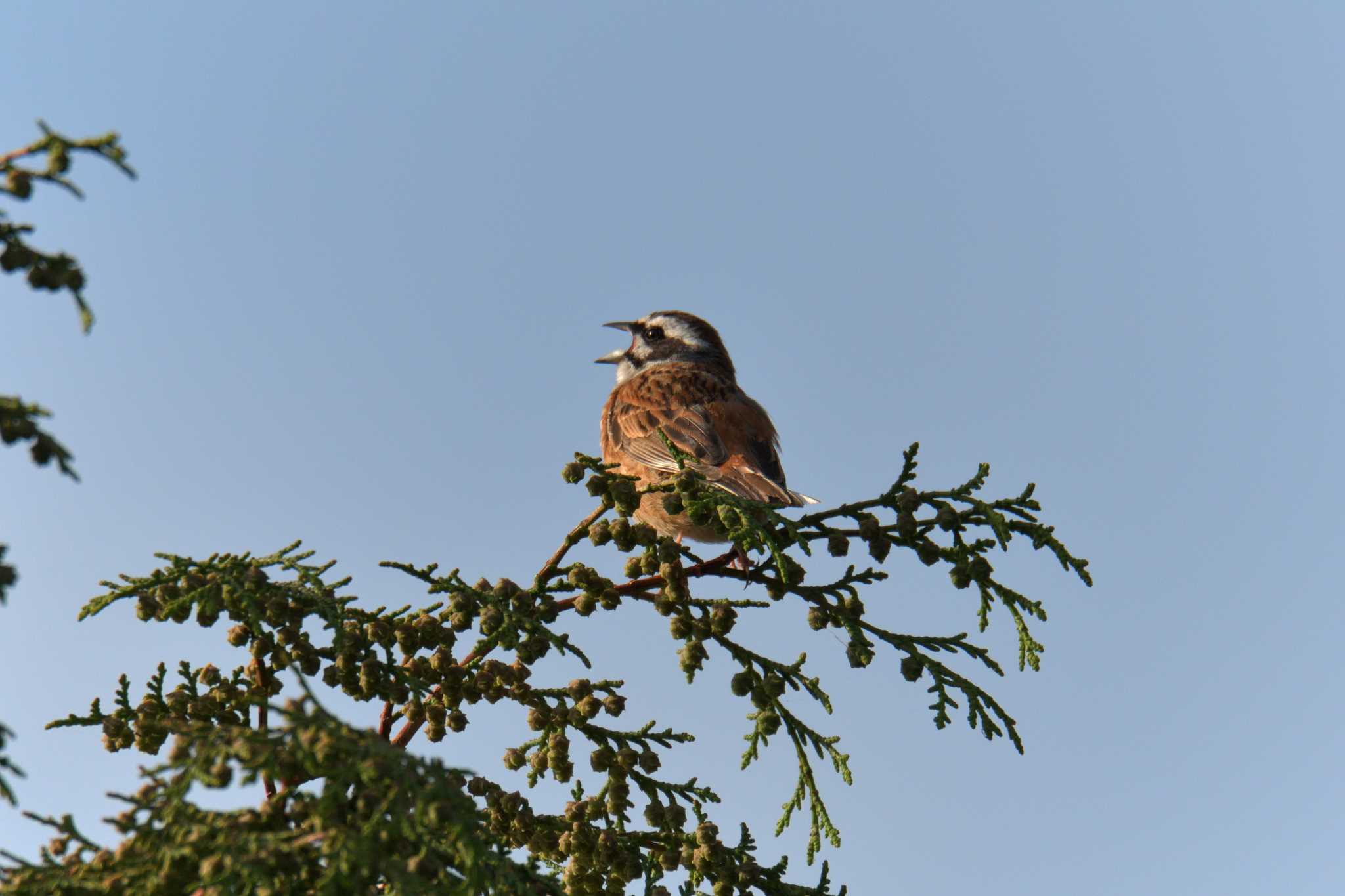 Meadow Bunting