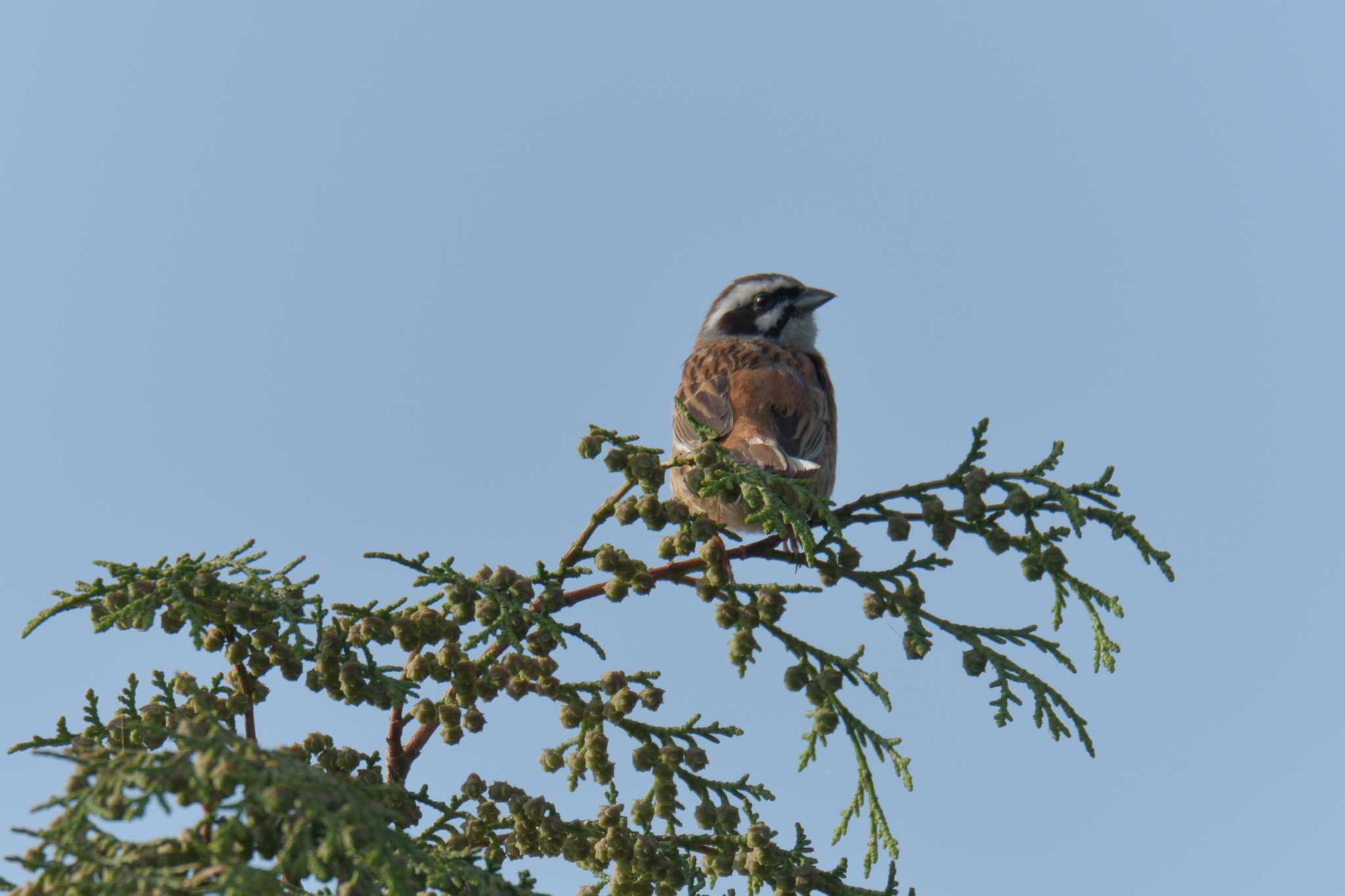 Meadow Bunting