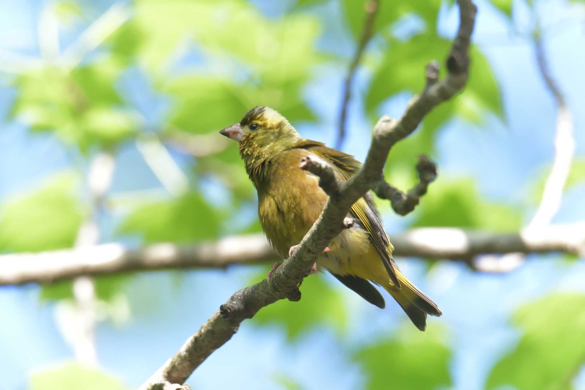 Grey-capped Greenfinch