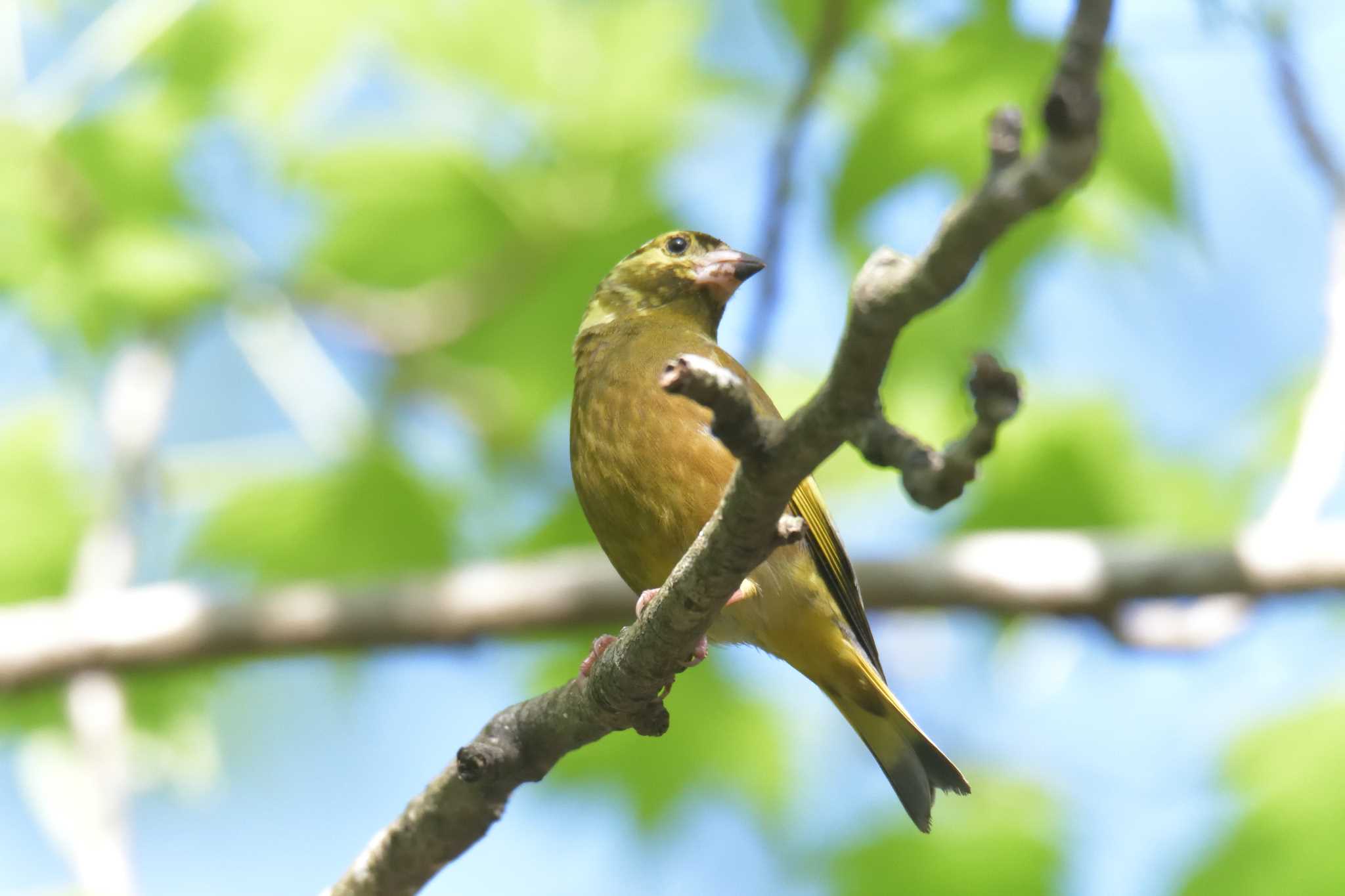 Grey-capped Greenfinch