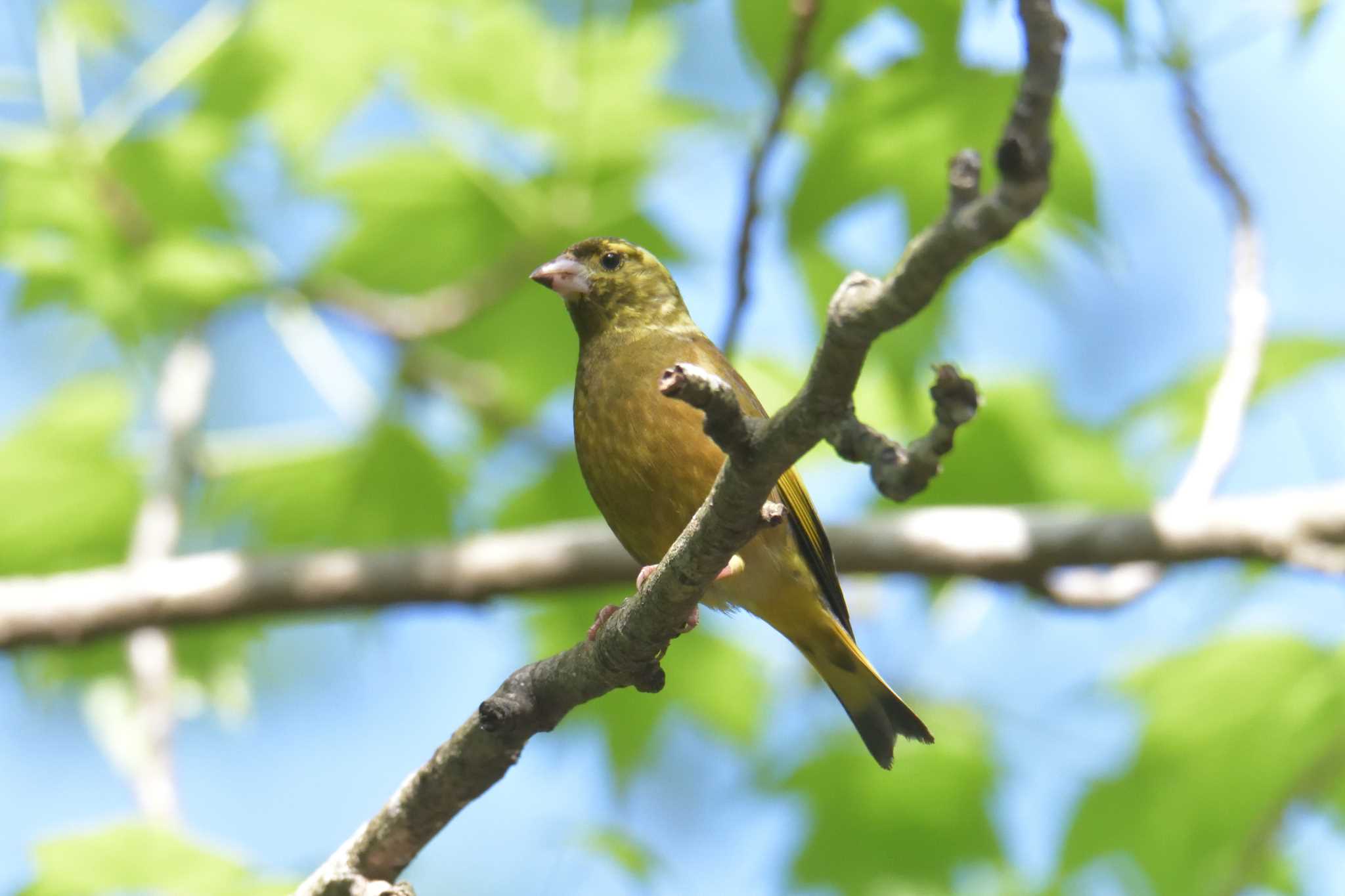 Grey-capped Greenfinch