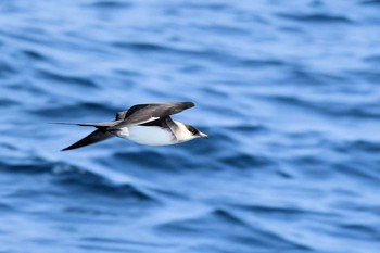 Parasitic Jaeger