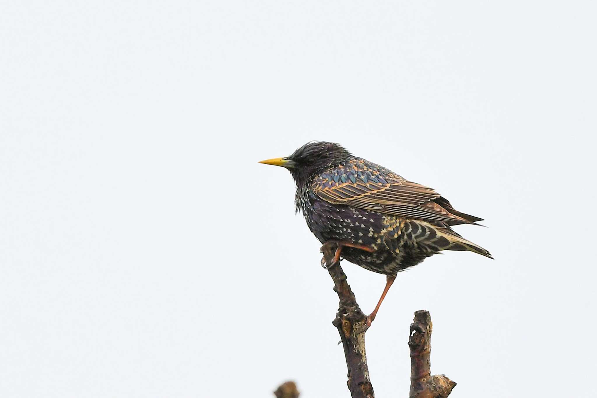 Common Starling