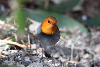 Japanese Robin 松本市 Mon, 5/6/2019