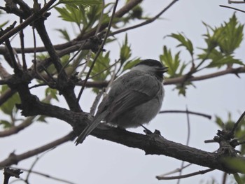 ハシブトガラ 札幌:百合ガ原公園 2019年5月6日(月)