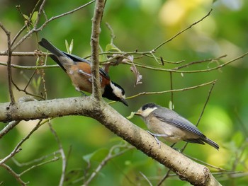 Mon, 5/6/2019 Birding report at 兵庫県　明石市