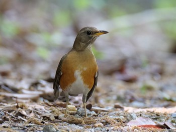 Sun, 5/5/2019 Birding report at 兵庫県　明石市