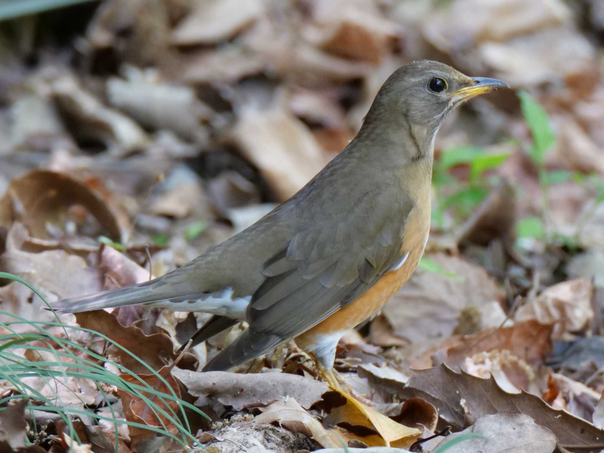 Photo of Brown-headed Thrush at 兵庫県　明石市 by 禽好き