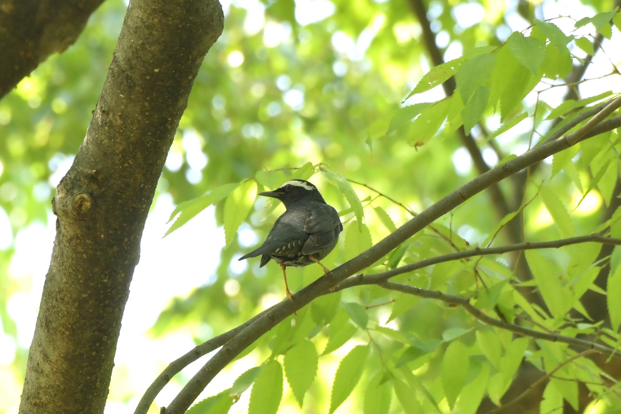 Photo of Siberian Thrush at 大阪府民の森 by bonchi