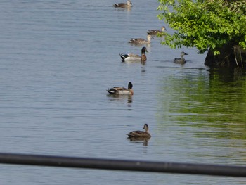 2019年5月6日(月) 諏訪湖の野鳥観察記録