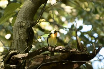 Narcissus Flycatcher 加賀市 Thu, 5/2/2019