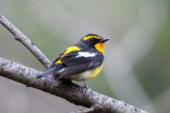 Narcissus Flycatcher 梓川 Mon, 5/6/2019