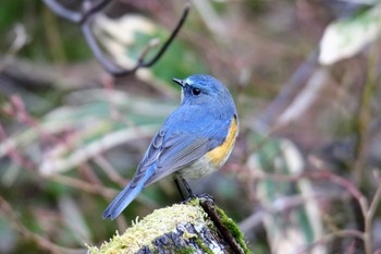 Red-flanked Bluetail 梓川 Mon, 5/6/2019