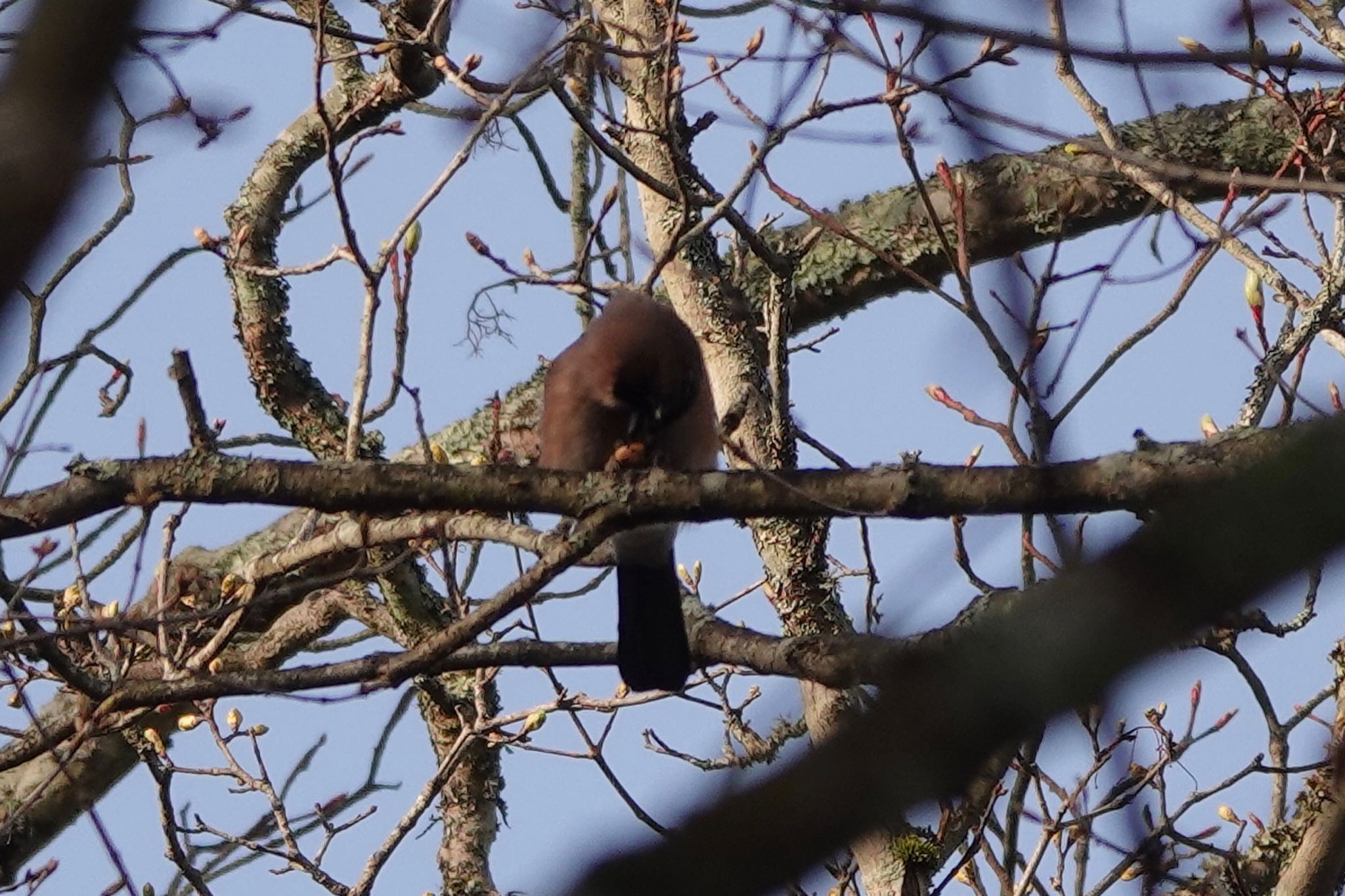 Photo of Eurasian Jay at Yanagisawa Pass by Hofstadter2303