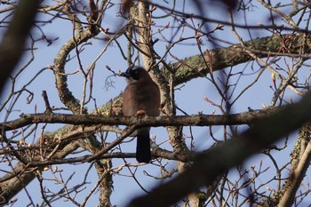 Eurasian Jay Yanagisawa Pass Sun, 4/29/2018