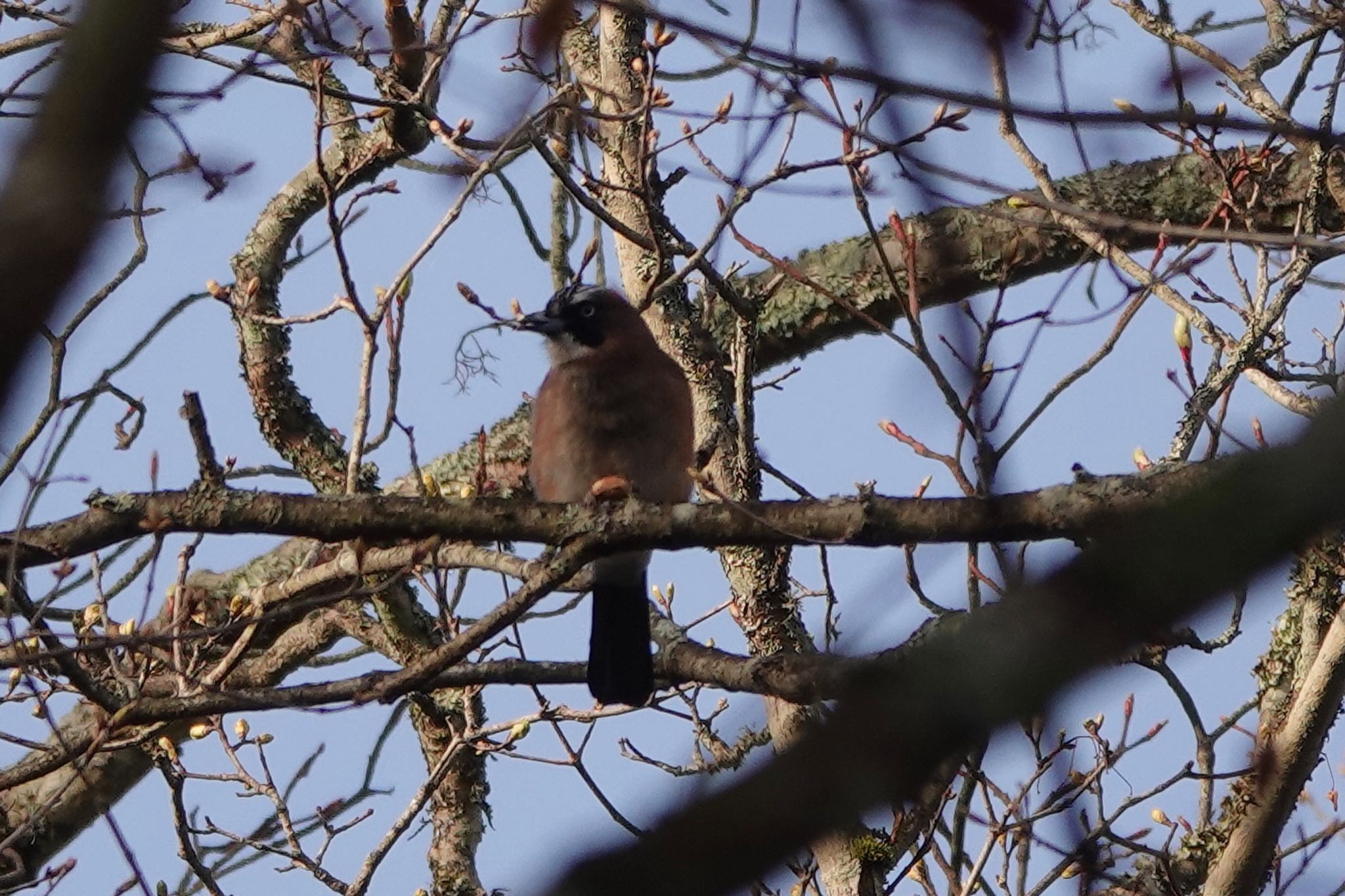 Photo of Eurasian Jay at Yanagisawa Pass by Hofstadter2303