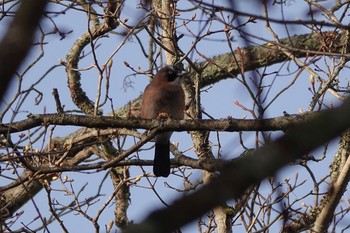 Eurasian Jay Yanagisawa Pass Sun, 4/29/2018