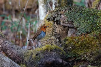 Japanese Robin Yanagisawa Pass Sun, 4/29/2018