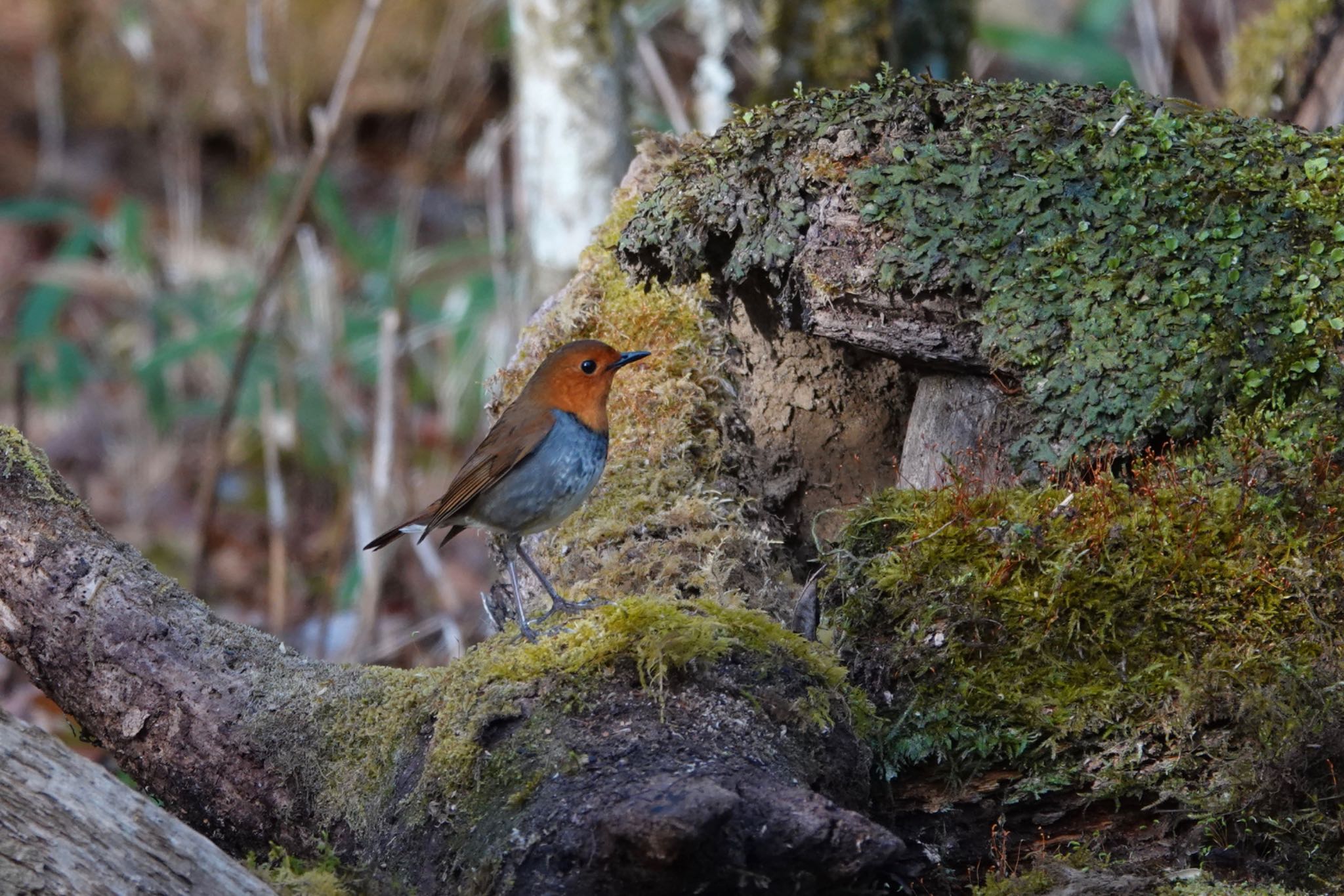 Photo of Japanese Robin at Yanagisawa Pass by Hofstadter2303