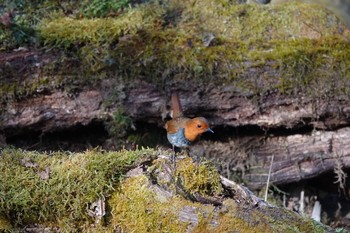 Japanese Robin Yanagisawa Pass Sun, 4/29/2018