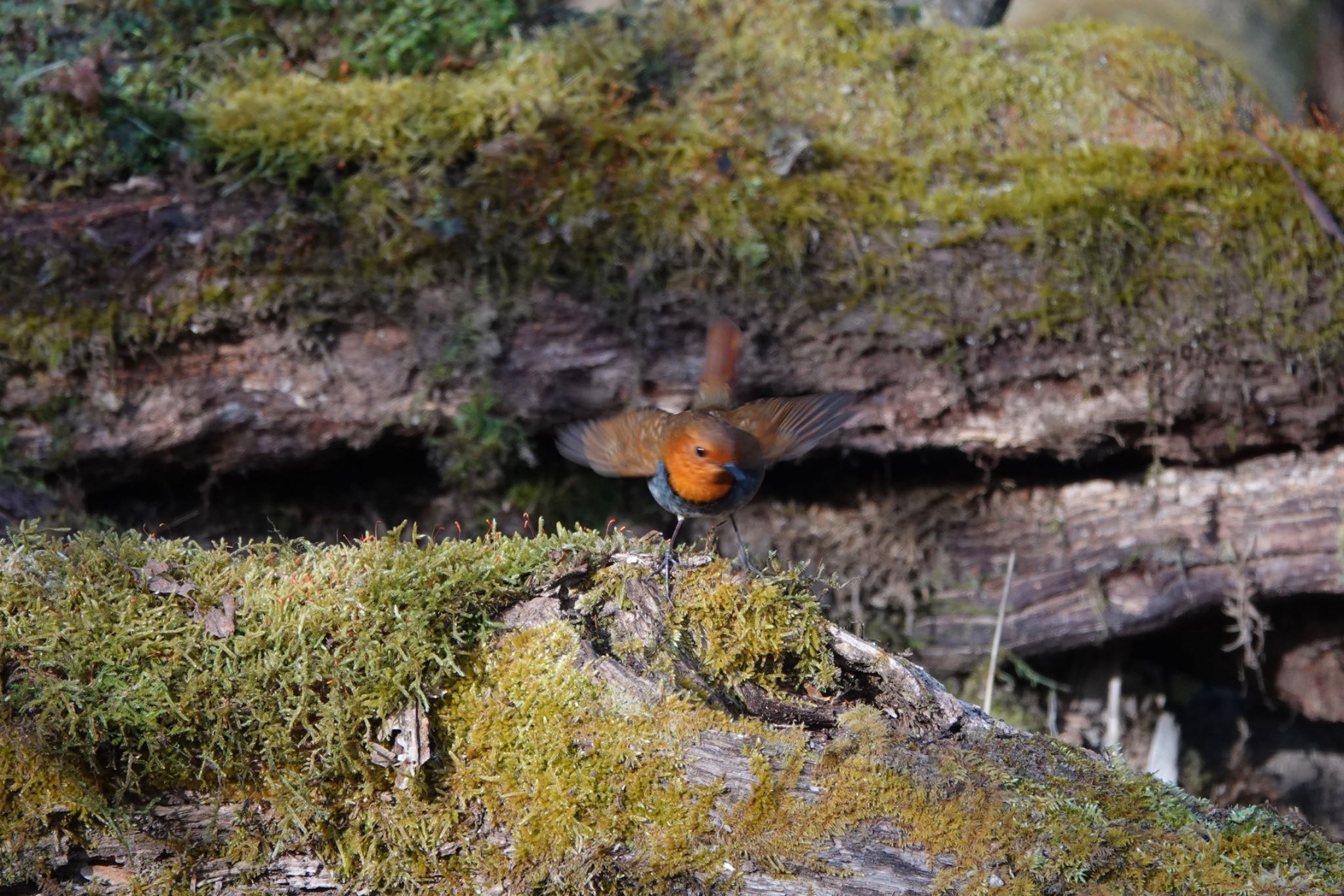 Photo of Japanese Robin at Yanagisawa Pass by Hofstadter2303