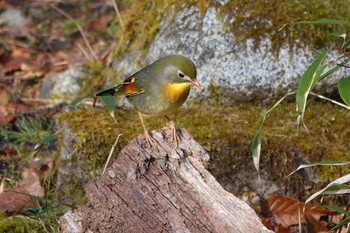 Red-billed Leiothrix Yanagisawa Pass Sun, 4/29/2018