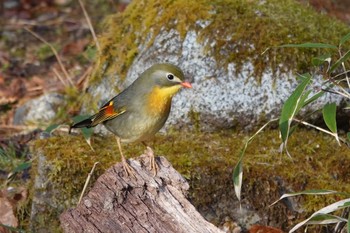 Red-billed Leiothrix Yanagisawa Pass Sun, 4/29/2018