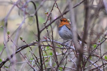 Japanese Robin Yanagisawa Pass Sun, 4/29/2018