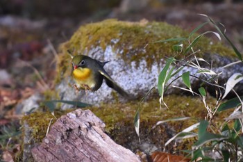 Red-billed Leiothrix Yanagisawa Pass Sun, 4/29/2018