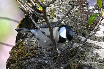 NIKON Z 8で撮影された野鳥写真(Page1) | ZooPicker NIKON Z 8で撮影された野鳥写真(Page1) | ZooPicker
