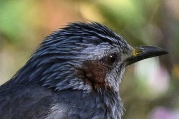 NIKON Z 8で撮影された野鳥写真(Page1) | ZooPicker NIKON Z 8で撮影された野鳥写真(Page1) | ZooPicker