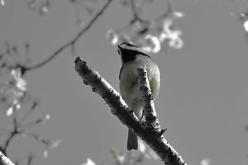 NIKON Z 8で撮影された野鳥写真(Page1) | ZooPicker NIKON Z 8で撮影された野鳥写真(Page1) | ZooPicker