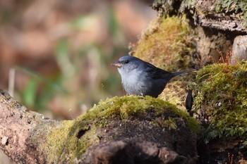 Grey Bunting Yanagisawa Pass Sun, 4/29/2018