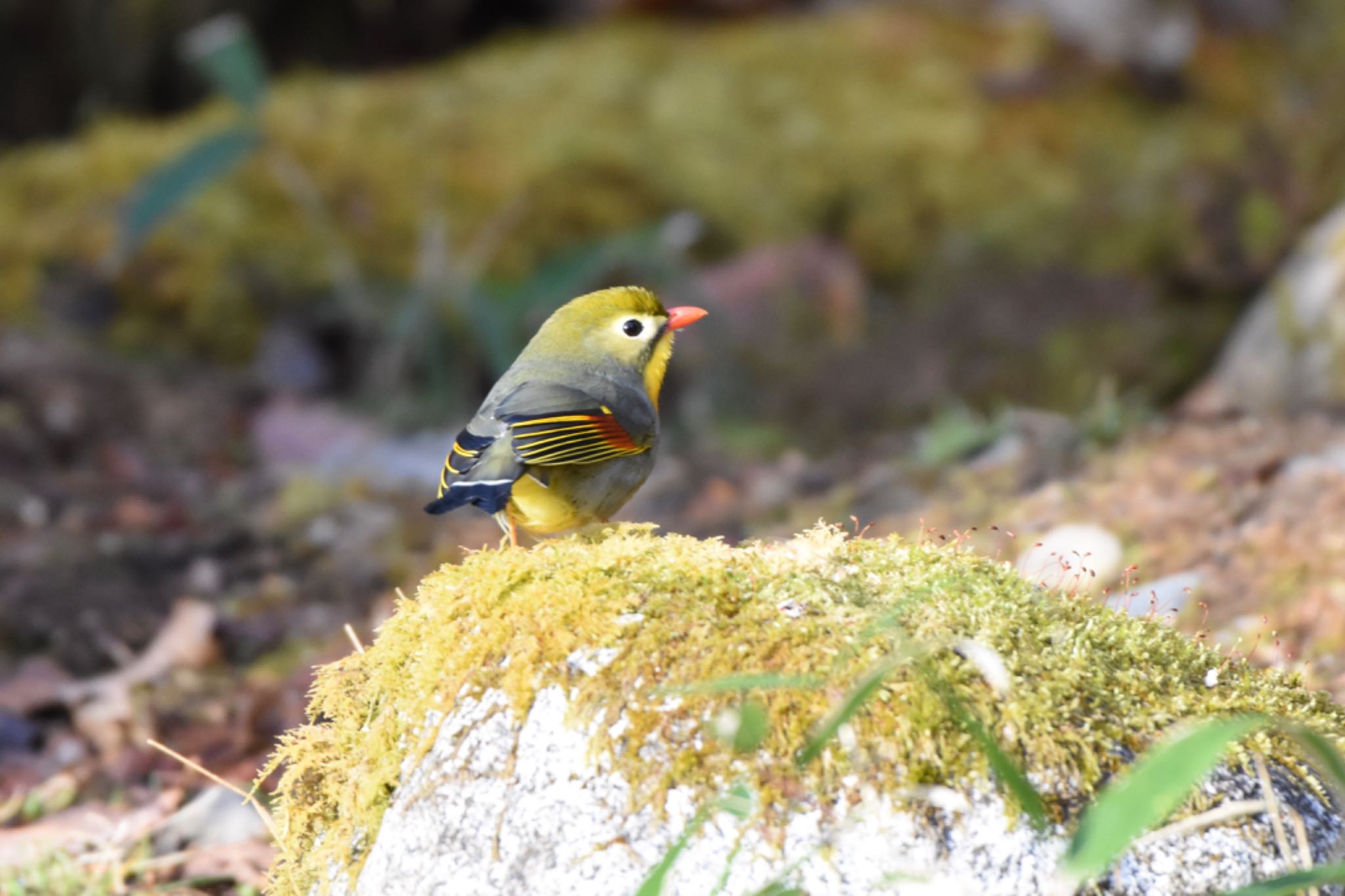 柳沢峠 ソウシチョウの写真 by Hofstadter2303