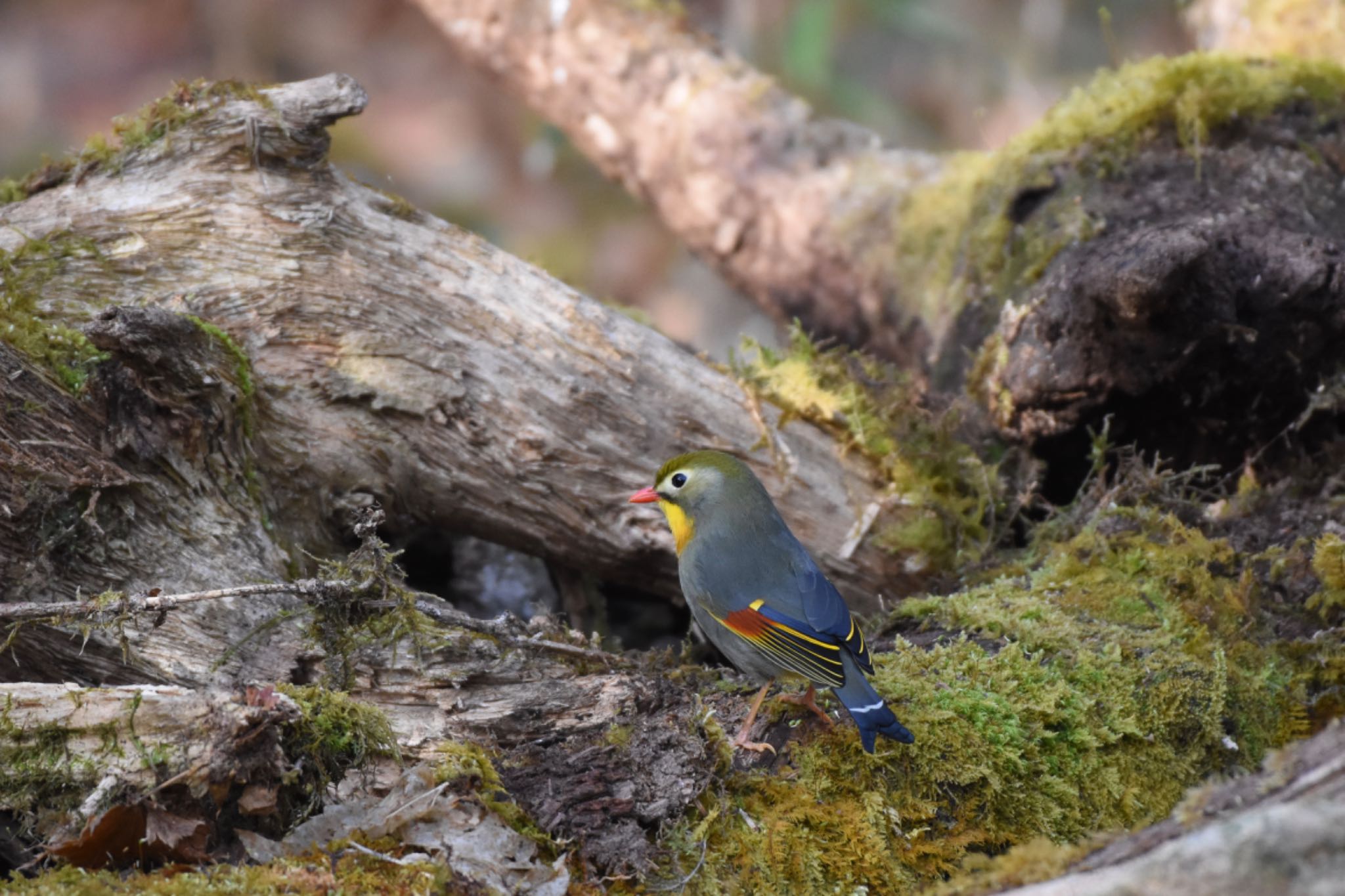 柳沢峠 ソウシチョウの写真 by Hofstadter2303