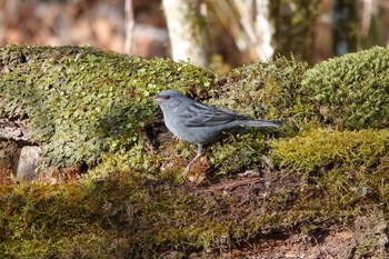 Grey Bunting Yanagisawa Pass Sun, 4/29/2018