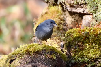 Grey Bunting Yanagisawa Pass Sun, 4/29/2018