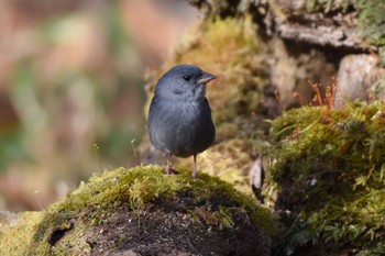 Grey Bunting Yanagisawa Pass Sun, 4/29/2018