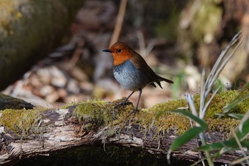 Japanese Robin Yanagisawa Pass Sun, 4/29/2018