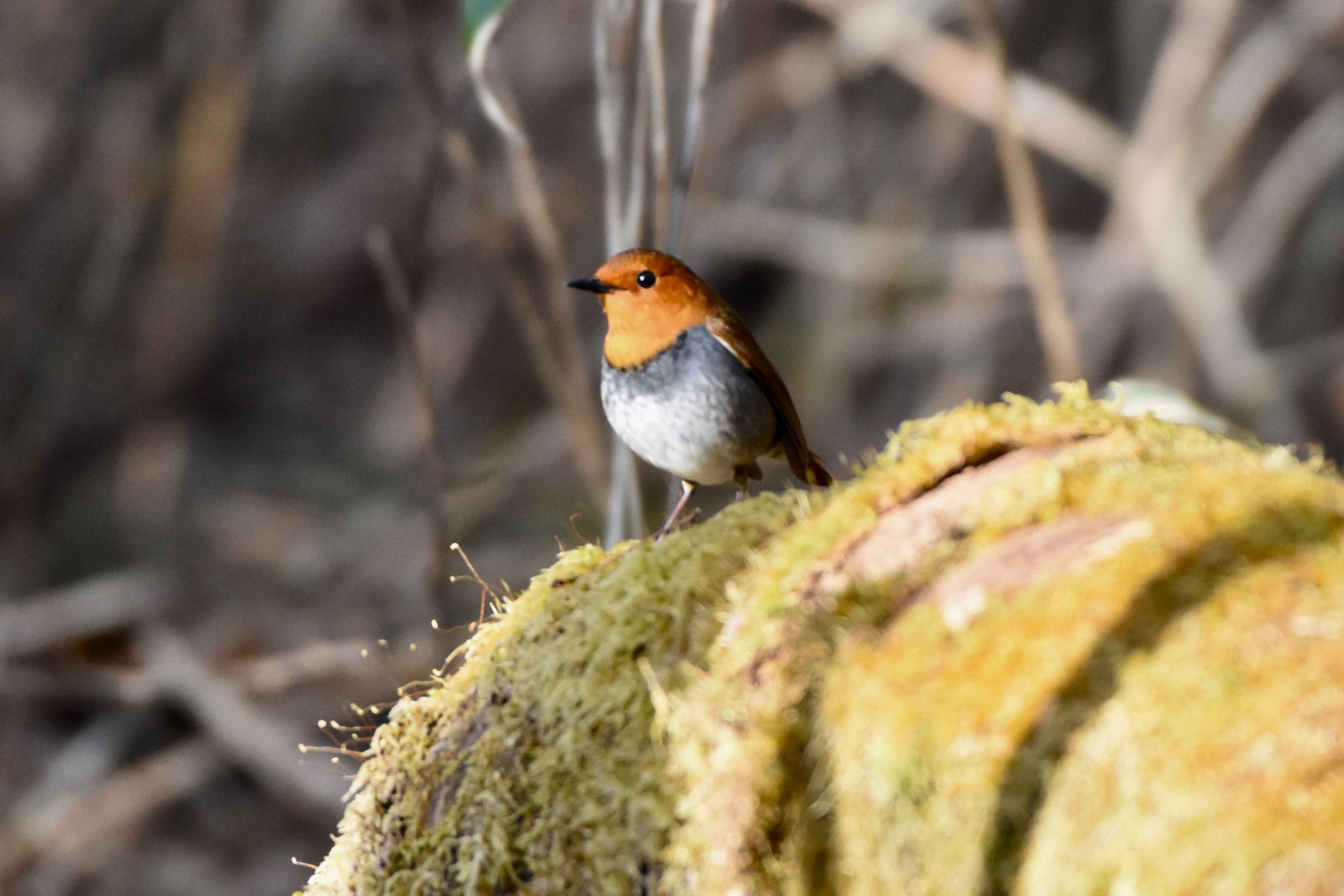 Photo of Japanese Robin at Yanagisawa Pass by Hofstadter2303