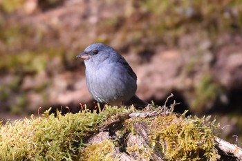 Grey Bunting Yanagisawa Pass Sun, 4/29/2018