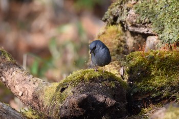 Grey Bunting Yanagisawa Pass Sun, 4/29/2018