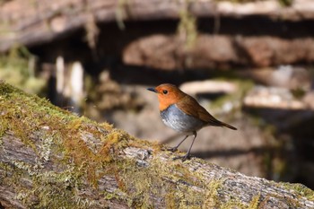 Japanese Robin Yanagisawa Pass Sun, 4/29/2018