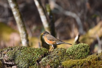 Brown-headed Thrush Yanagisawa Pass Sun, 4/29/2018