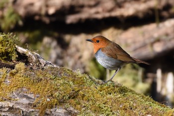 Japanese Robin Yanagisawa Pass Sun, 4/29/2018