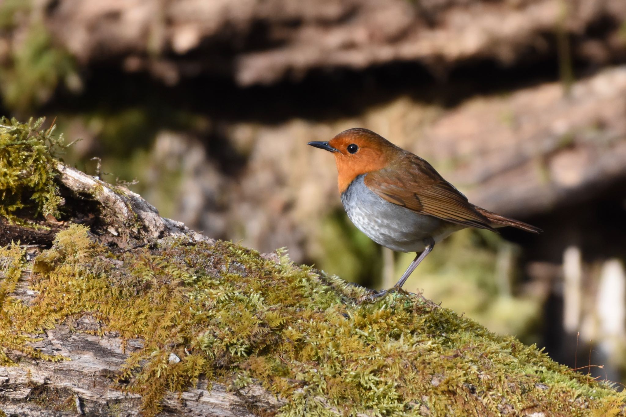 Photo of Japanese Robin at Yanagisawa Pass by Hofstadter2303