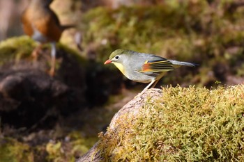 Red-billed Leiothrix Yanagisawa Pass Sun, 4/29/2018