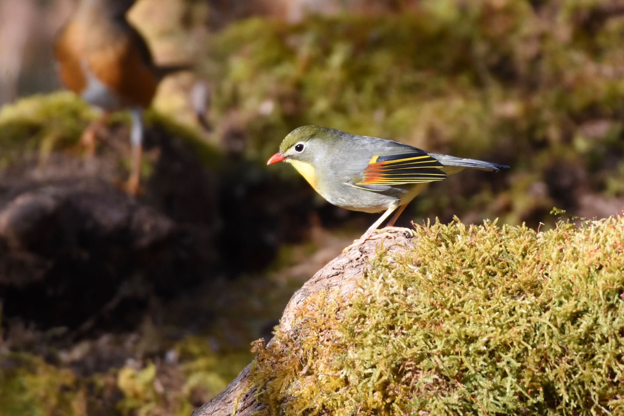 柳沢峠 ソウシチョウの写真 by Hofstadter2303